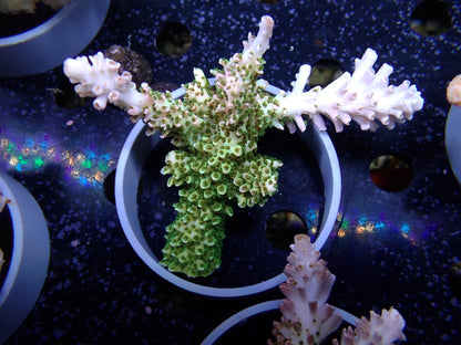Acropora (ヤスリミドリイシ）オーストラリア産018