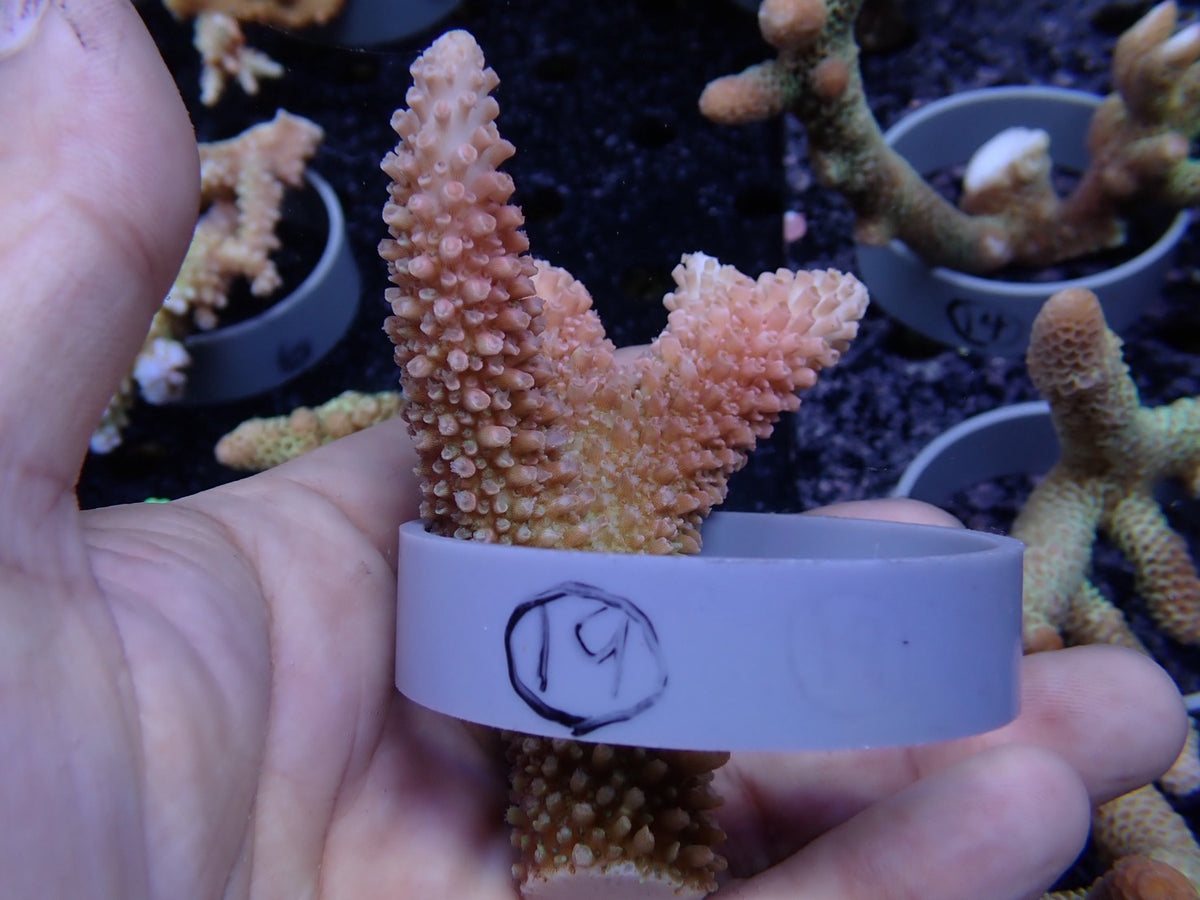 Acropora (ヤスリミドリイシ）オーストラリア産019