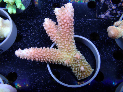 Acropora (ヤスリミドリイシ）オーストラリア産019