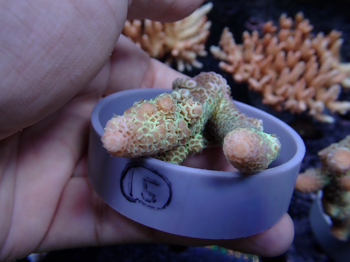Acropora (スパスラータ）オーストラリア産015