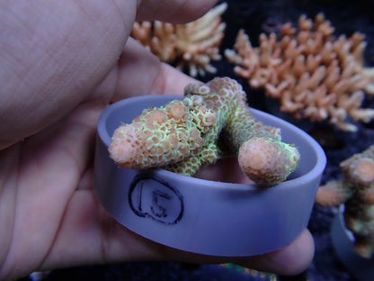 Acropora (スパスラータ）オーストラリア産015
