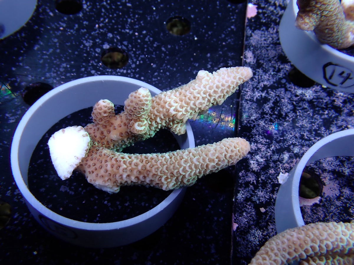 Acropora (スパスラータ）オーストラリア産015