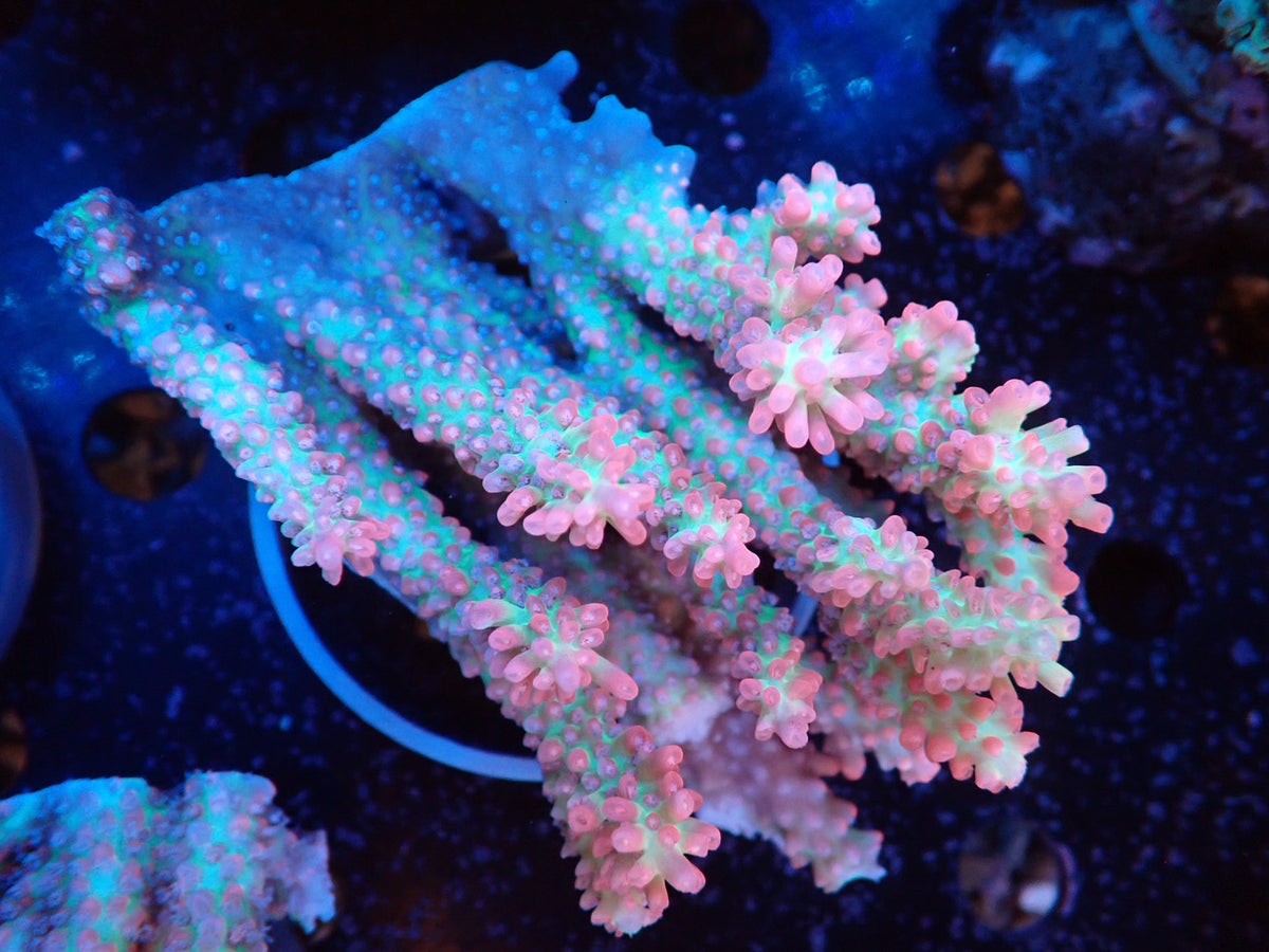 Acropora (ストロベリーショートケーキ）オーストラリア産01