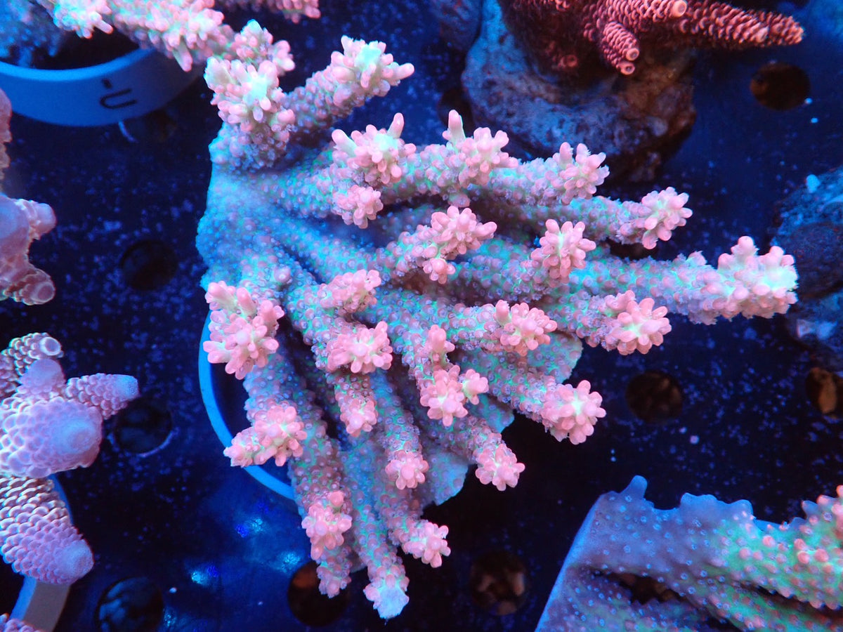 Acropora (ストロベリーショートケーキ）オーストラリア産02
