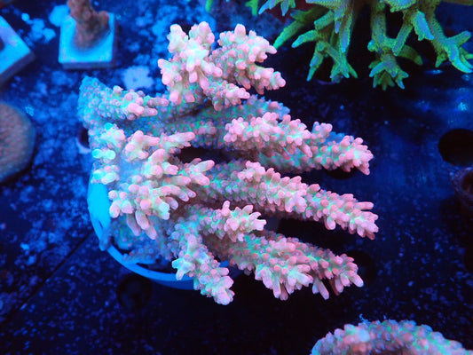 Acropora (ストロベリーショートケーキ）オーストラリア産03