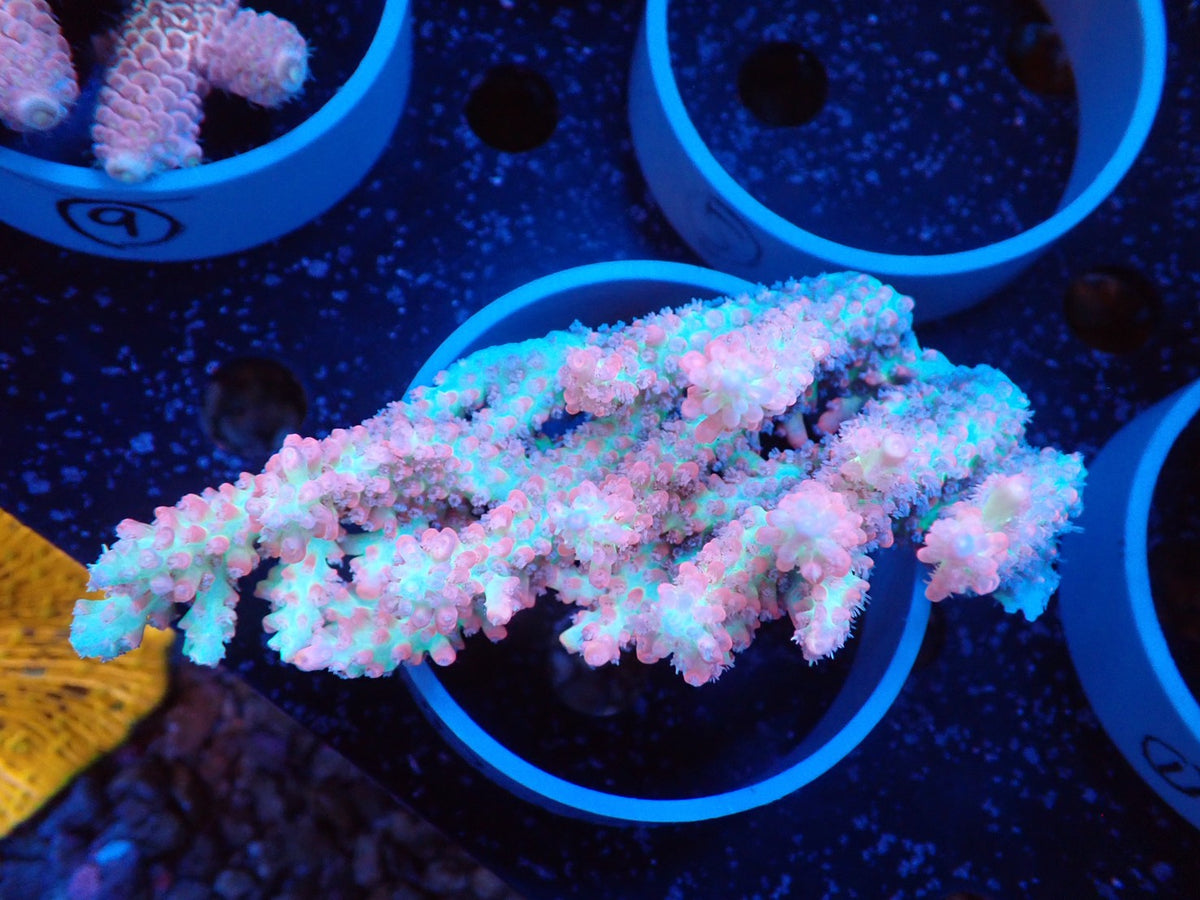 Acropora (ストロベリーショートケーキ）オーストラリア産04