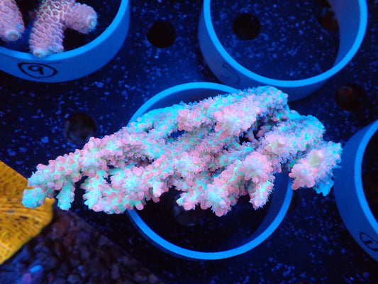 Acropora (ストロベリーショートケーキ）オーストラリア産04