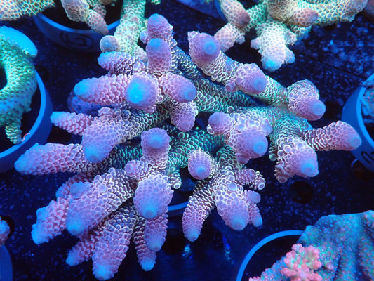 Acropora (スパスラータ）オーストラリア産06