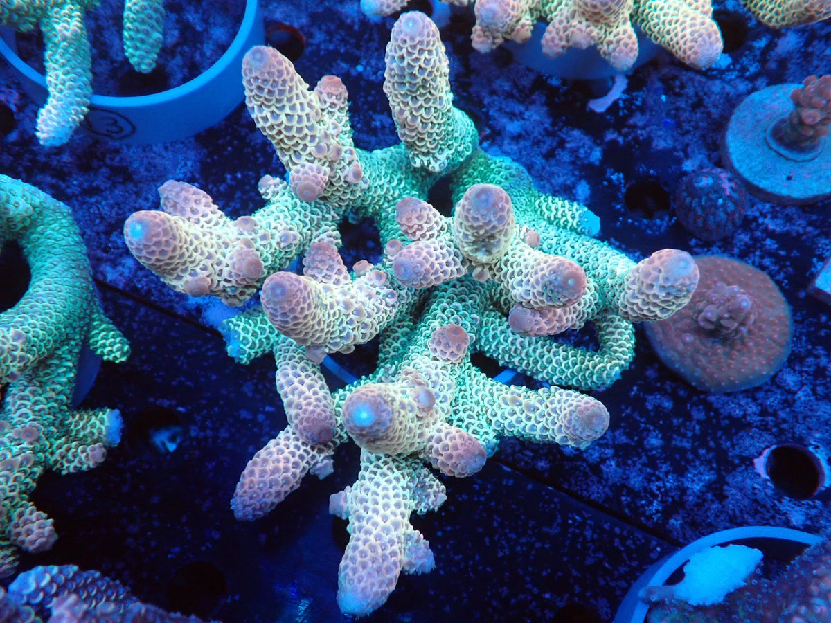Acropora (スパスラータ）オーストラリア産07