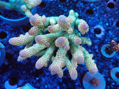 Acropora (スパスラータ）オーストラリア産08