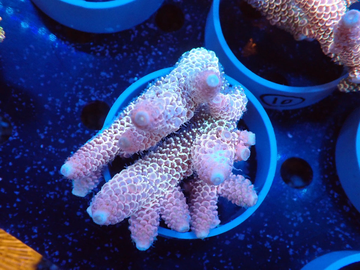 Acropora (スパスラータ）オーストラリア産09