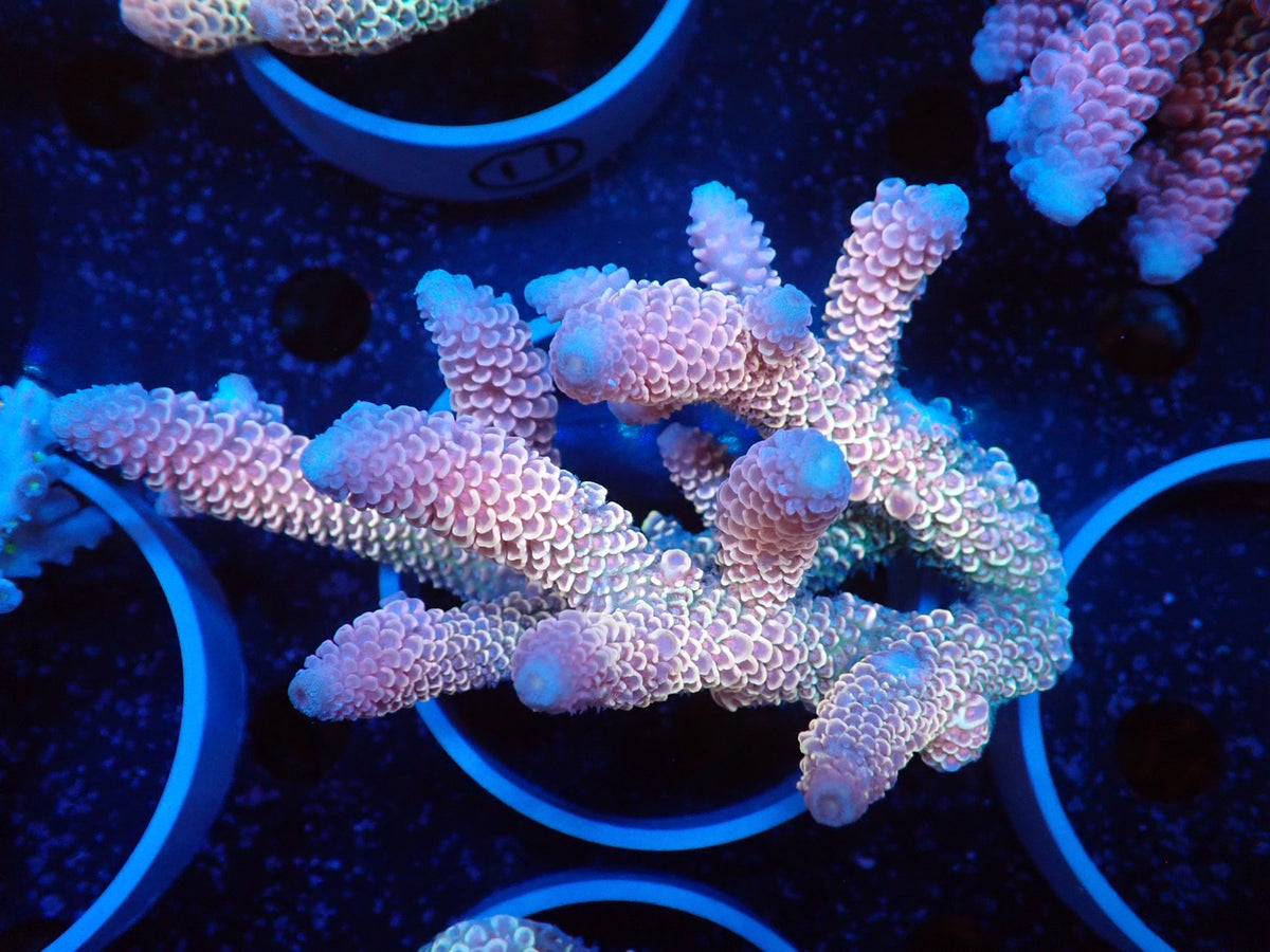Acropora (スパスラータ）オーストラリア産010