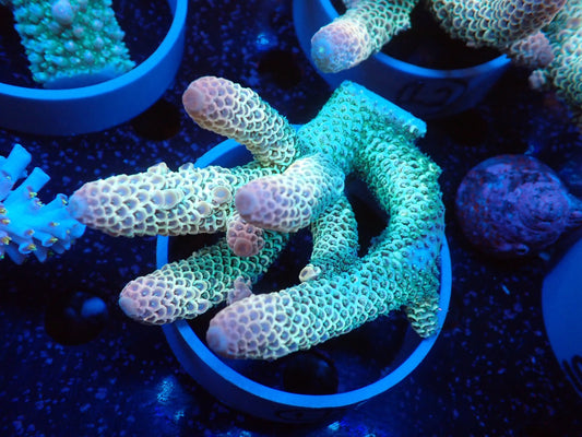 Acropora (スパスラータ）オーストラリア産011