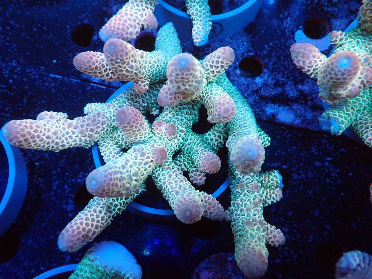Acropora (スパスラータ）オーストラリア産012