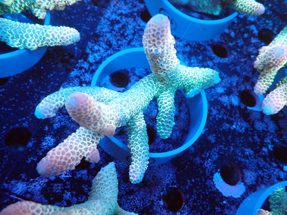 Acropora (スパスラータ）オーストラリア産013