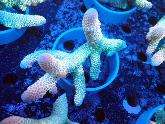 Acropora (スパスラータ）オーストラリア産013