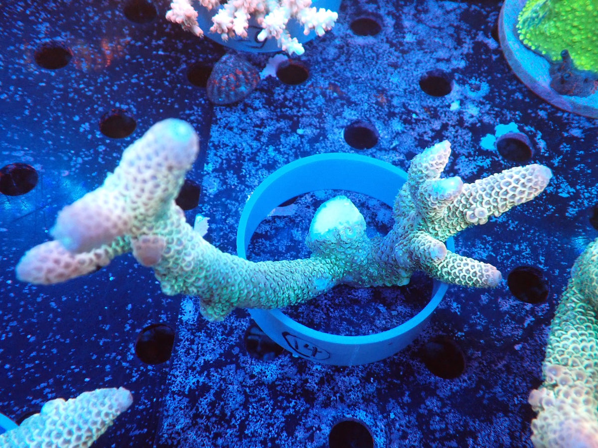 Acropora (スパスラータ）オーストラリア産014