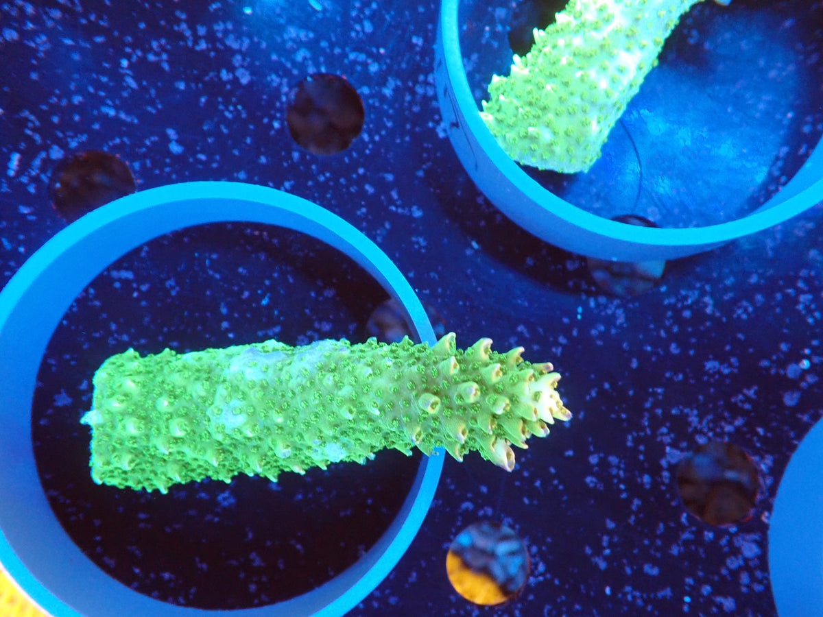 Acropora (ヤスリミドリイシ）オーストラリア産016