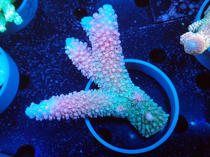 Acropora (ヤスリミドリイシ）オーストラリア産019