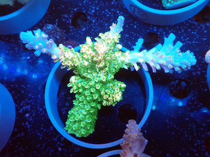 Acropora (ヤスリミドリイシ）オーストラリア産018