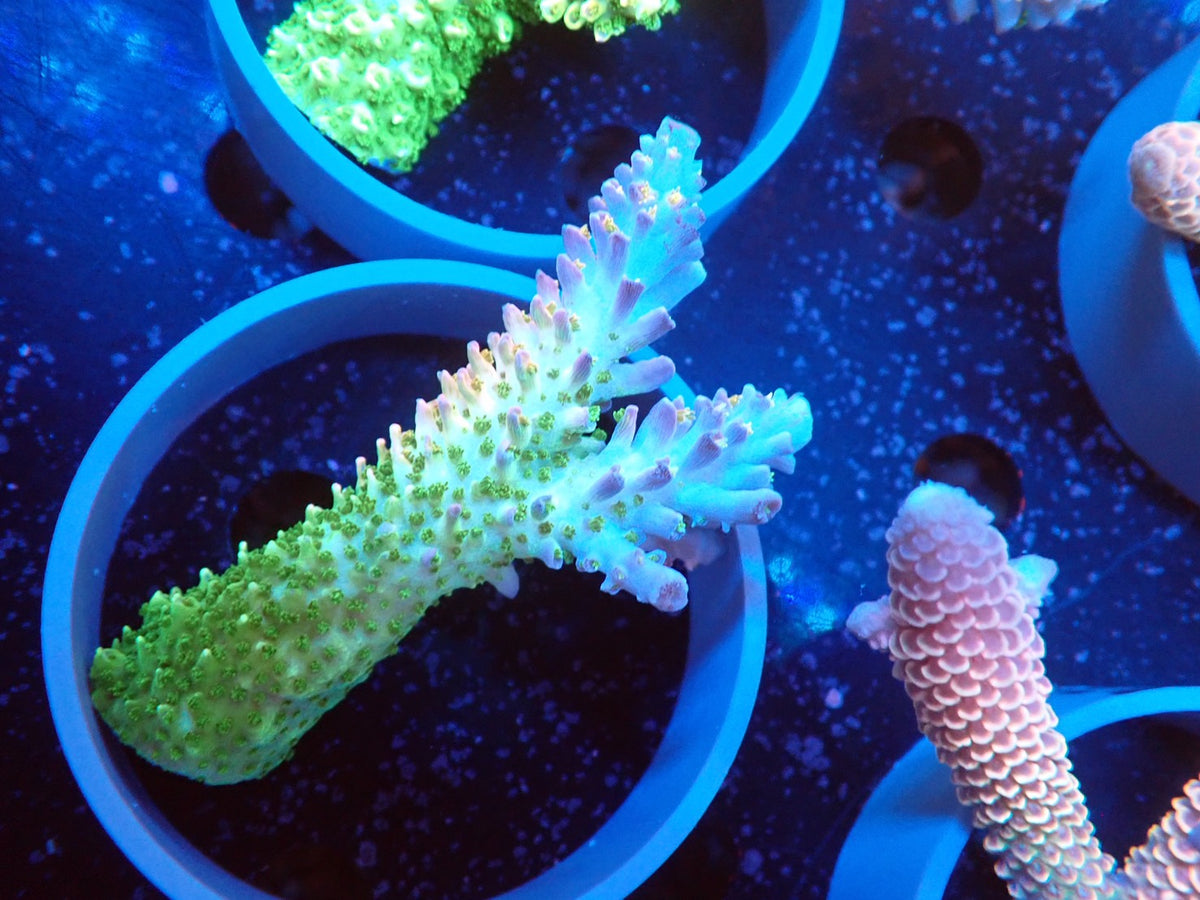 Acropora (ヤスリミドリイシ）オーストラリア産017