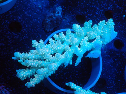 Acropora  オーストラリア産034