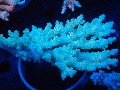 Acropora  オーストラリア産035