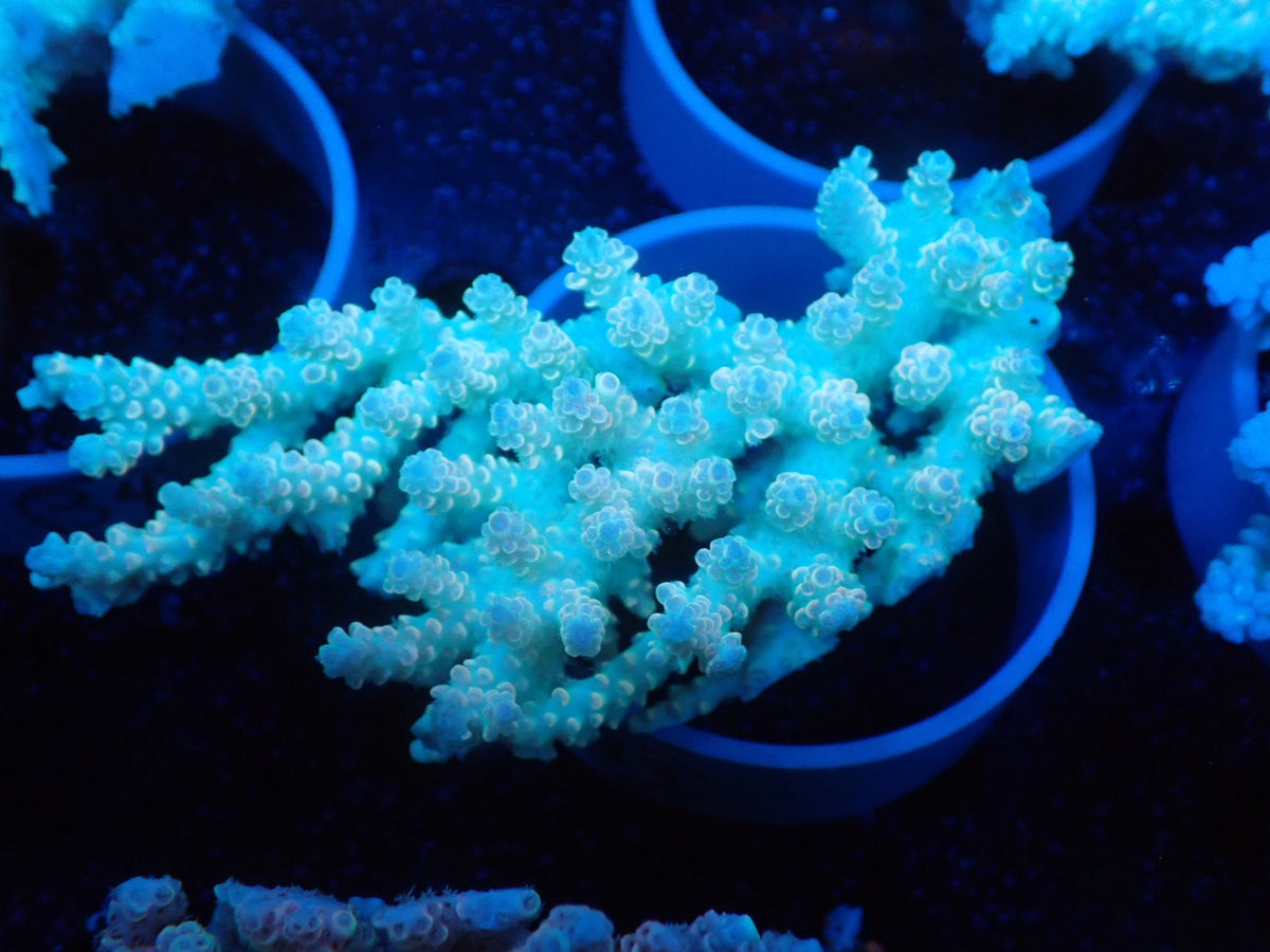 Acropora  オーストラリア産033