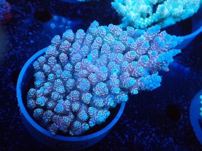 Acropora  オーストラリア産032
