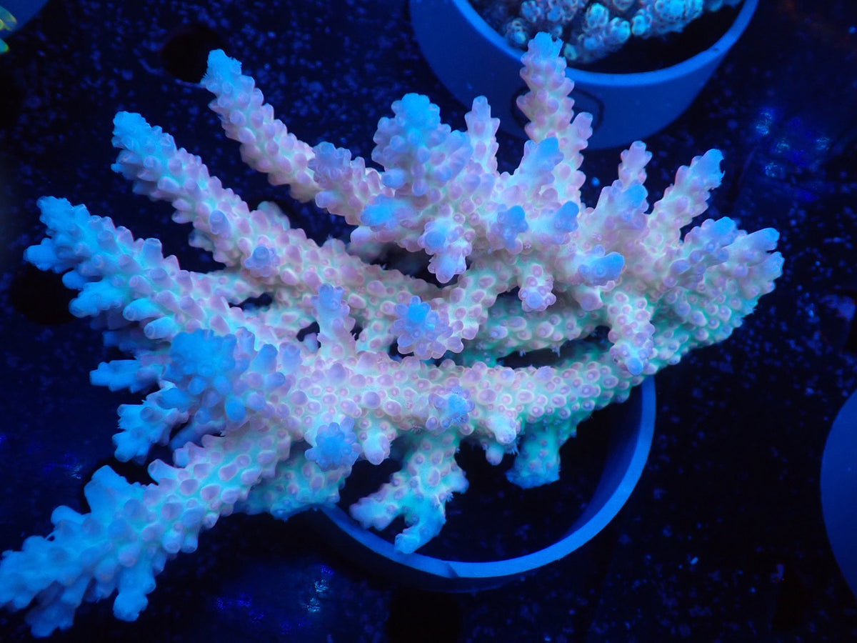 Acropora  オーストラリア産031