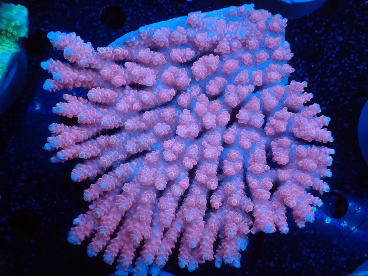 Acropora  オーストラリア産030