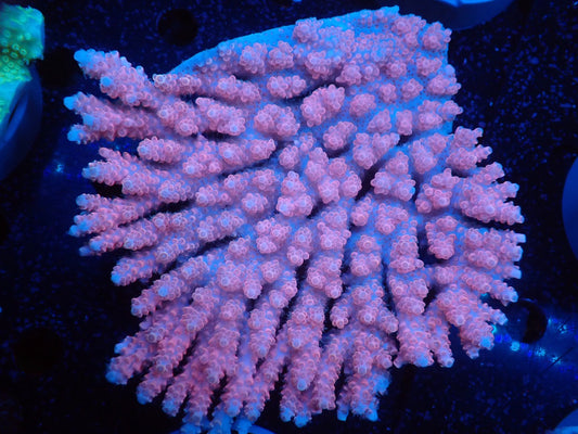 Acropora  オーストラリア産030