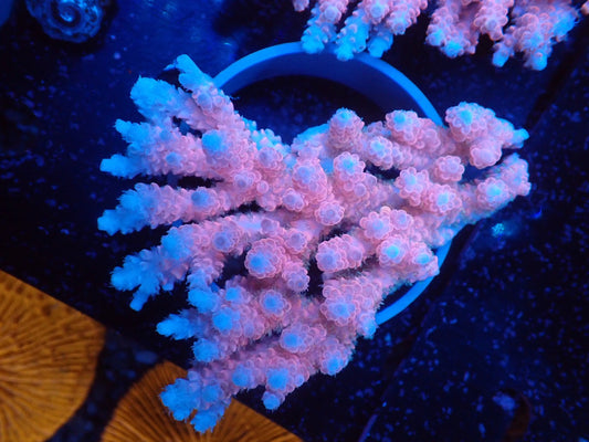 Acropora  オーストラリア産029