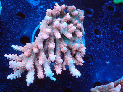 Acropora  オーストラリア産028