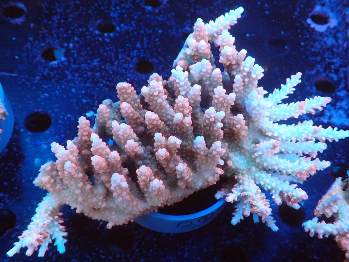 Acropora  オーストラリア産027