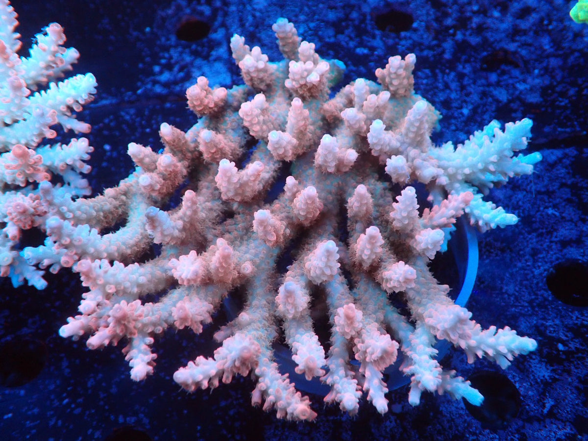 Acropora  オーストラリア産026