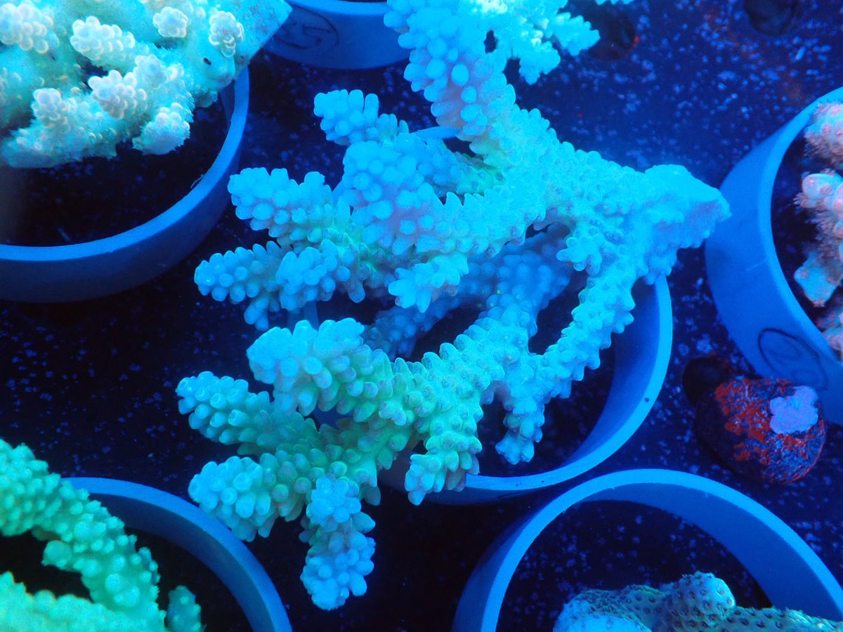 Acropora  オーストラリア産025