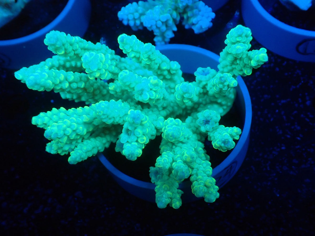 Acropora  オーストラリア産024