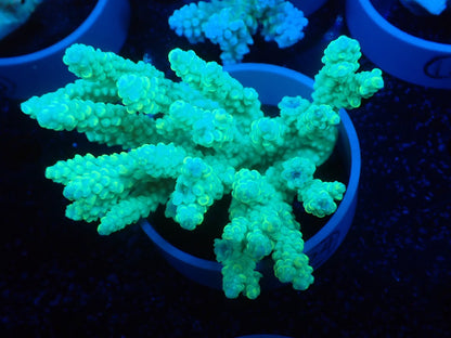 Acropora  オーストラリア産024