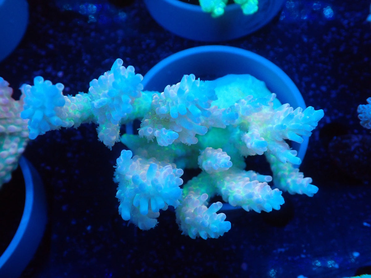 Acropora  オーストラリア産023