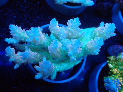 Acropora  オーストラリア産022