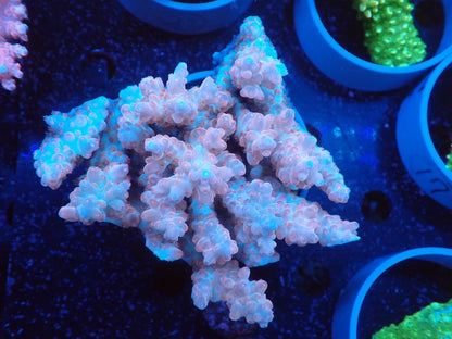 Acropora  オーストラリア産021