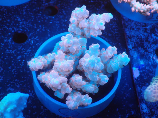Acropora  オーストラリア産020