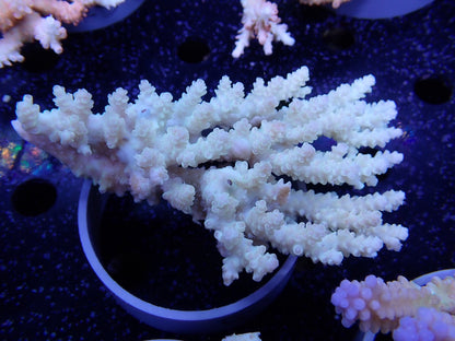 Acropora  オーストラリア産035