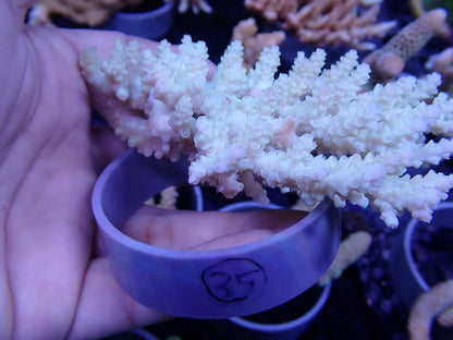 Acropora  オーストラリア産035