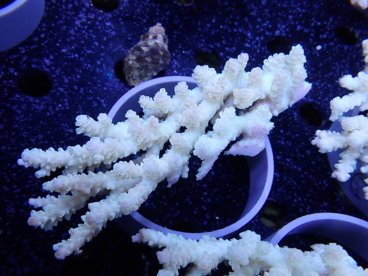 Acropora  オーストラリア産034