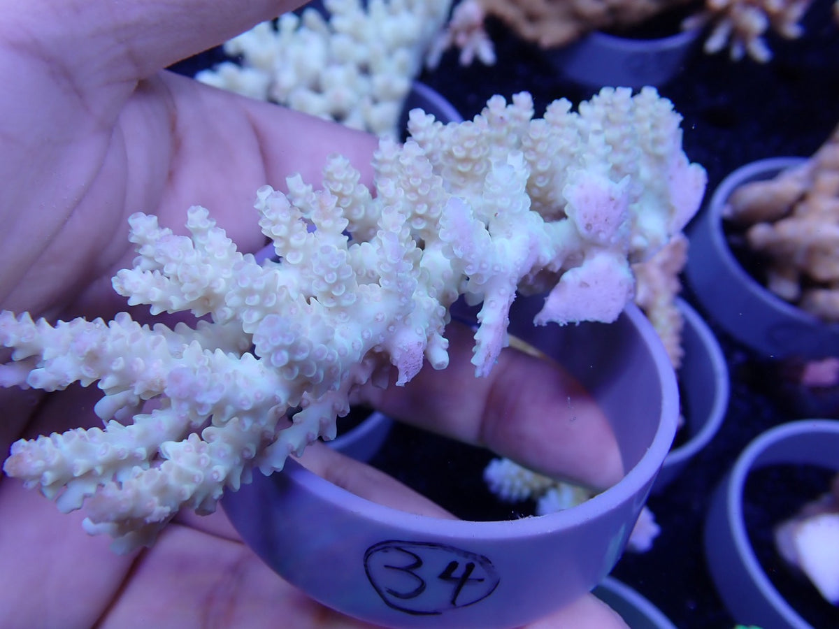 Acropora  オーストラリア産034