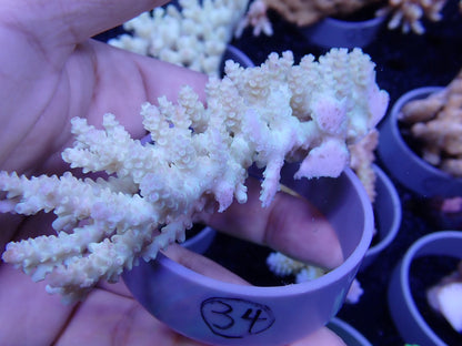 Acropora  オーストラリア産034