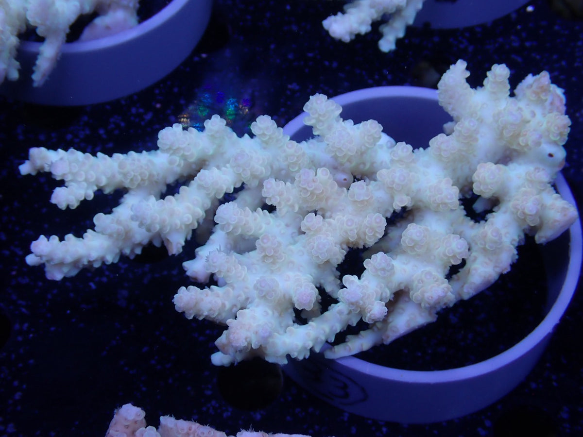 Acropora  オーストラリア産033