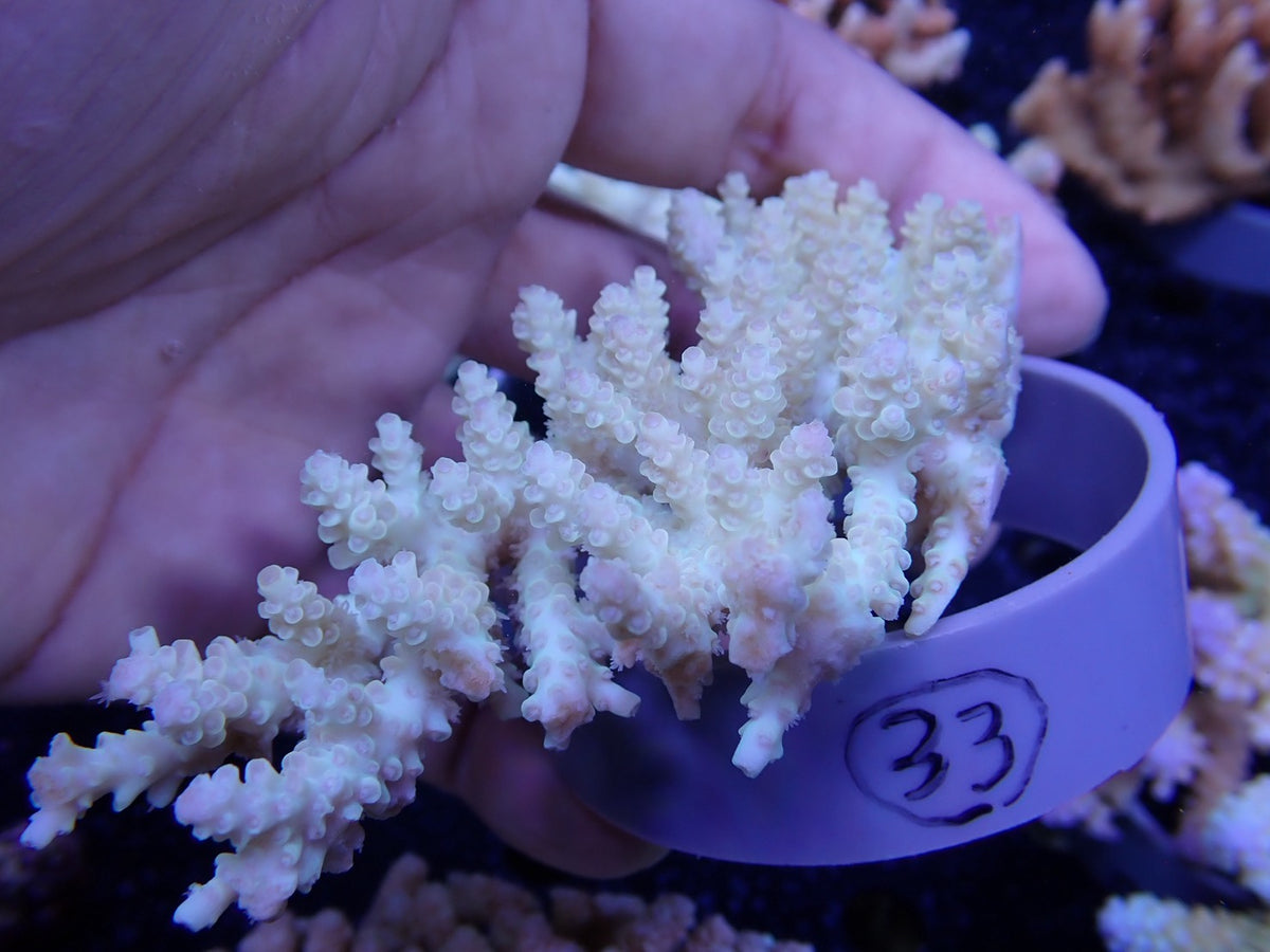Acropora  オーストラリア産033